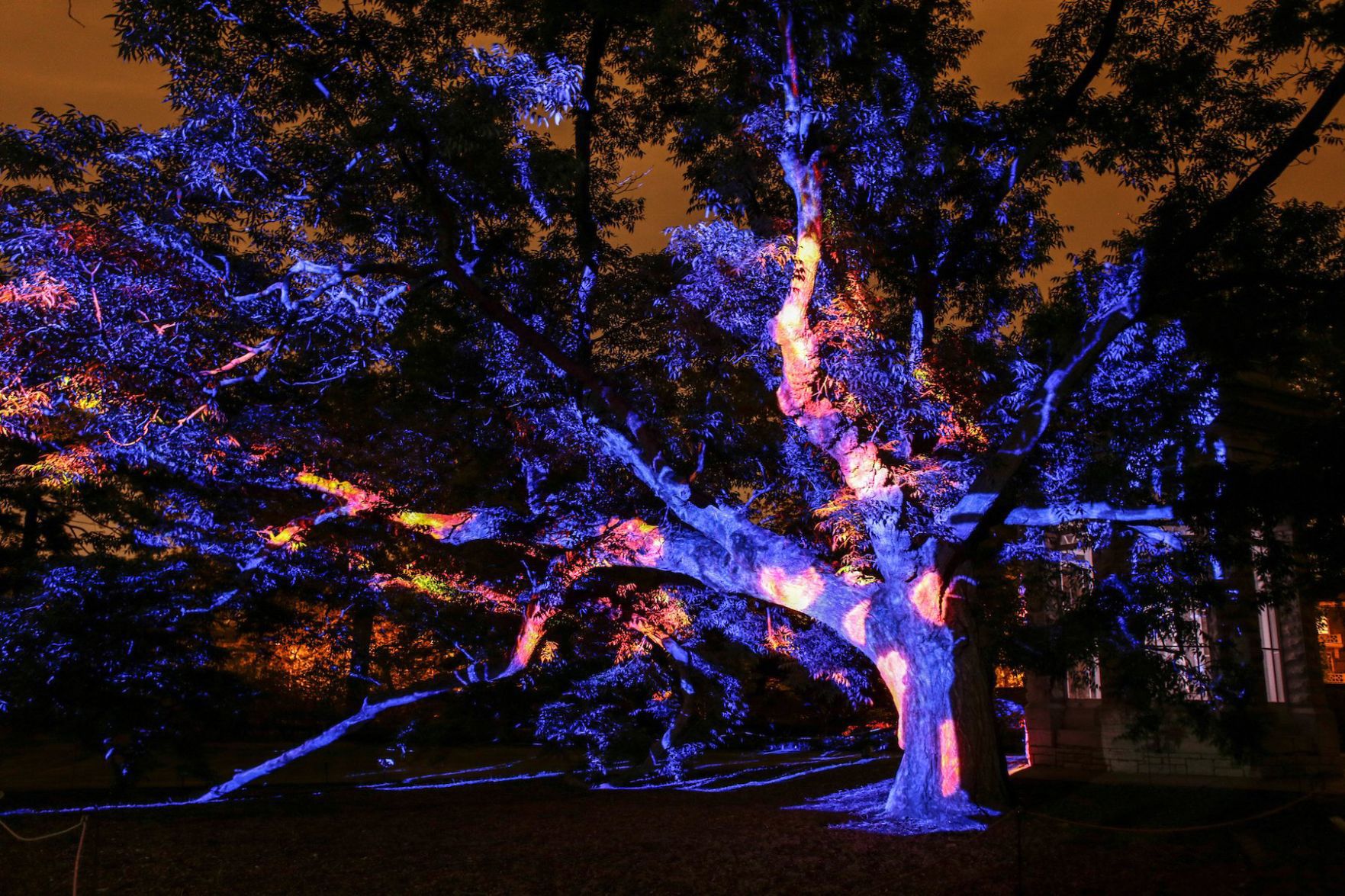 Flora Borealis
